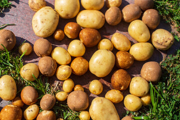 Potatoes harvest collected in the farm. Plantation work. Autumn harvest and healthy organic food concept close up with selective focus