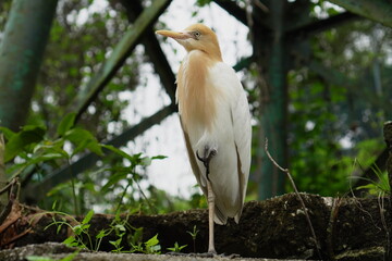 Cattle Egret,Bubulcus ibis,Birds at Kuala Lumpur Bird Zoo