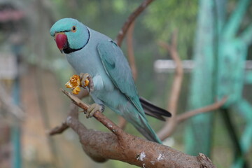 Rose-ringed Parakeet,Psittacula krameri,Parrots at Kuala Lumpur Bird Zoo