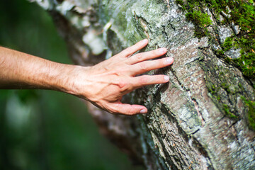 A man's hand touch the tree trunk close-up. Bark wood.Caring for the environment. The ecology concept of saving the world and love nature by human