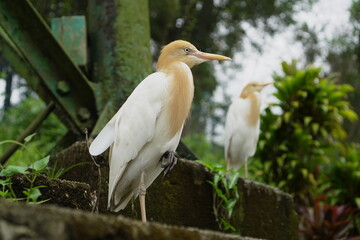 Cattle Egret,Bubulcus ibis,Birds at Kuala Lumpur Bird Zoo