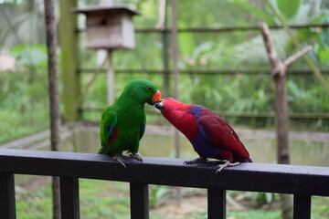 Pair of Eclectus parrots feeding each other,Birds at Kuala Lumpur Bird Zoo