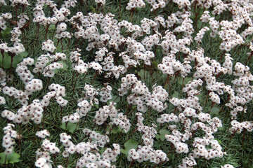 Prickly thrift, or Acantholimon albanicum flowers in a rock garden