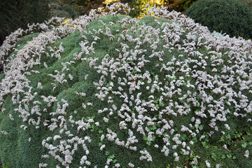 Prickly thrift, or Acantholimon albanicum flowers in a rock garden