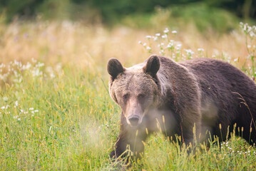 European Brown Bear (Ursula arctic) walking through the forest of Romania 