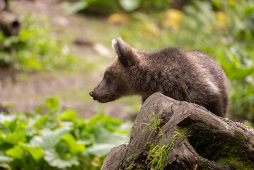 Fototapeta premium European Brown Bear (Ursula arctic) walking through the forest of Romania 