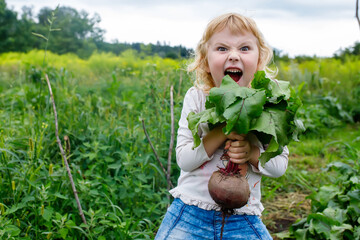 Child's exploration of nature: A joyful moment on the family farm with homegrown beets