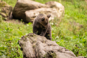 European Brown Bear (Ursula arctic) walking through the forest of Romania 