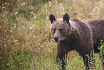 European Brown Bear (Ursula arctic) walking through the forest of Romania 