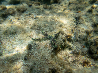 Starfish in the coral reef of the Red Sea