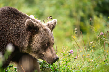 European Brown Bear (Ursula arctic) walking through the forest of Romania 