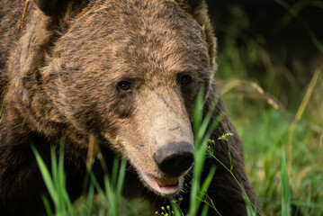 Fototapeta premium European Brown Bear (Ursula arctic) walking through the forest of Romania 