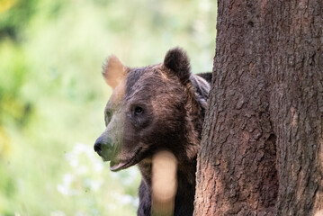 European Brown Bear (Ursula arctic) walking through the forest of Romania 