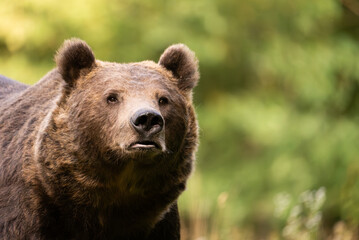 European Brown Bear (Ursula arctic) walking through the forest of Romania 