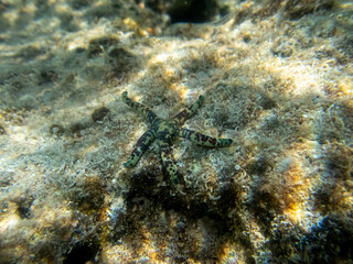 Starfish in the coral reef of the Red Sea