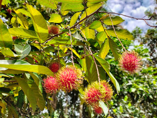 Warm sunlight , rambutans tree with green leaf in the garden, Thailand