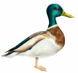 Mallard Duck on White Background Illustration 