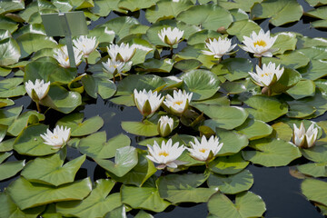 wight water lilies on the lake