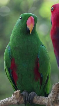 Moluccan eclectus, nuri bayan, eclectus rotatus, parrot, beautiful bird, vertical video