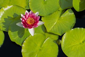 waterlily on the lake