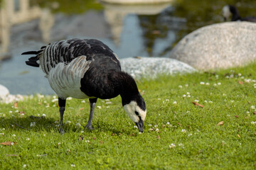 black and white bird nibbles grass