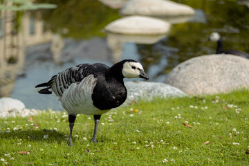 country goose standing on the grass