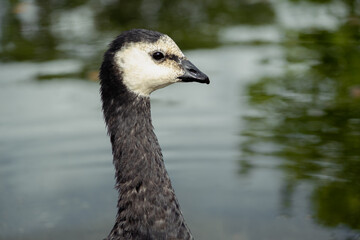 portrait of a bird on a background of water