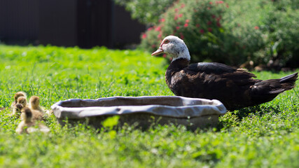 A gosling drinks water from a drinking bowl on a green lawn in the courtyard of a rural house 2