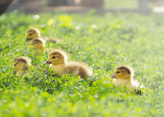 Little cute ducklings on green grass, outdoors 2