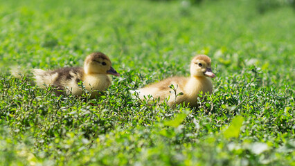 Little cute ducklings on green grass, outdoors 3