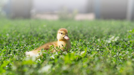 Little cute ducklings on green grass, outdoors 6