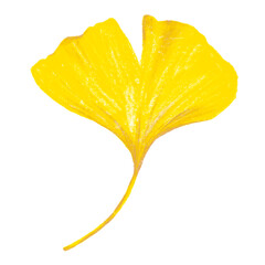 yellow ginkgo leaves in autumn