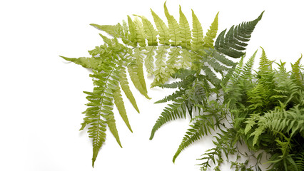 Fototapeta na wymiar An artistic still life arrangement of mixed ferns against a pristine white background.
