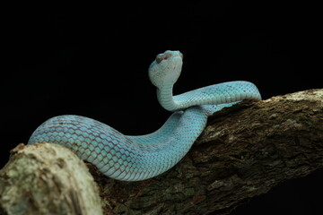 snake, viper snake, blue viper snake, blue insularis viper snake, cool blue insularis viper snake
