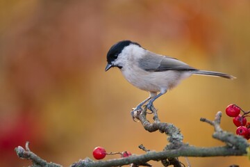 Obraz premium A marsh tit sits on a rowan twig. Poecile palustris