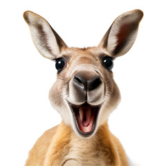 Funny animal, smiling kangaroo On a transparent background PNG