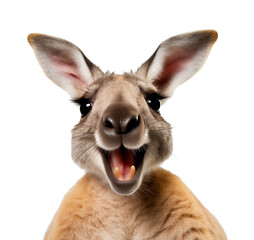 Funny animal, smiling kangaroo On a transparent background PNG - obrazy, fototapety, plakaty
