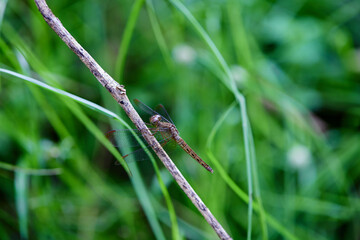 Close-up view of  dragonfly perching on twig