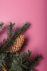 Blue fir tree branch with big cone on pink background. Christmas blank card, copy space, vertical shot