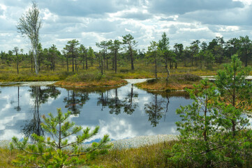 Obraz premium Der Great Kemeri Bog Boardwalk, Kemeri Nationalpark