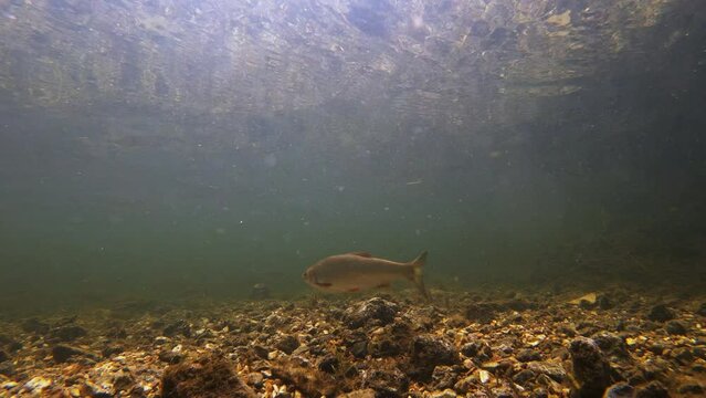 Underwater shot of large Freshwater fish inspecting camera in River