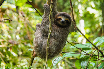 Smiling sloth on the jungle of Panama