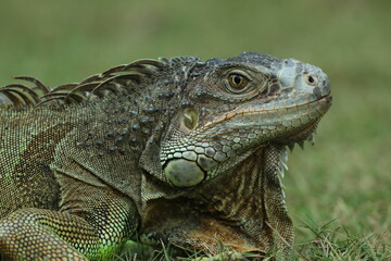 Fototapeta premium iguana, iguana face, iguana face close up 