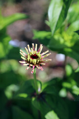 Macro image of a Zinnia bud, Yorkshire England
