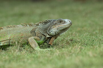 iguana, an iguana on the grass