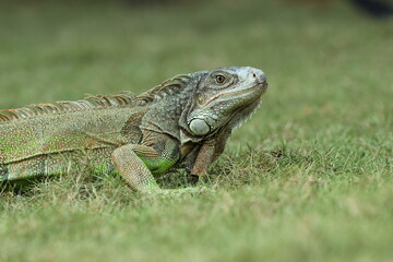 Fototapeta premium iguana, an iguana on the grass