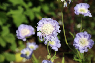 Fototapeta premium Macro image of Scabious blooms, Yorkshire England 