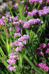 Macro image of Sea Lavender blooms, Yorkshire England
