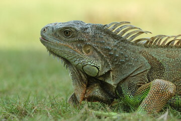 Fototapeta premium iguana, an iguana on the grass