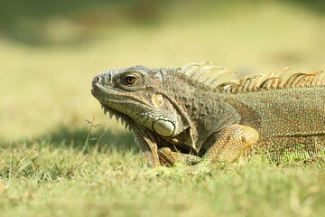 Fototapeta premium iguana, an iguana on the grass